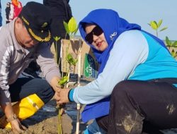 Edukasi Masyarakat, KPMM Tanam 400 Mangrove di Pantai Padelegan Pamekasan